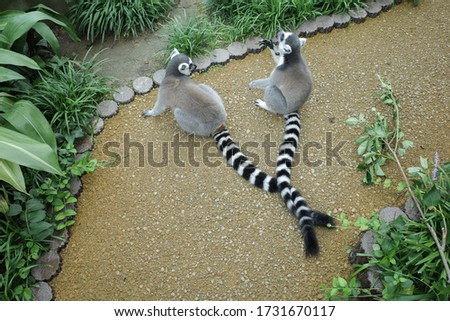 Pictures of cute ring-tailed lemur
