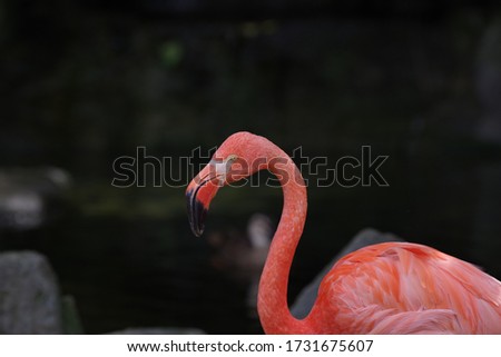 Pictures of colorful flamingos in the zoo