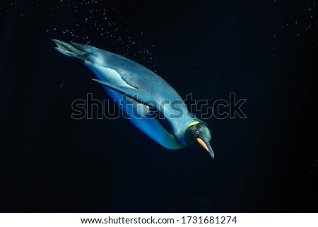 Photo of an elegant emperor penguin underwater