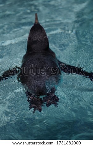 Pictures of cute humboldt penguins