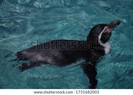 Pictures of cute humboldt penguins