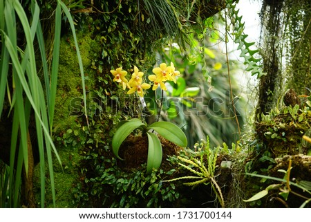 A epiphyte orchid with yellow flowers in the rainforest. Royalty-Free Stock Photo #1731700144