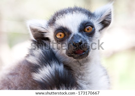 Ring Tailed Lemur looking directly into the camera