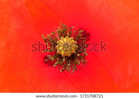 Red poppy closeup, delicate flower.