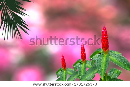 Zingiber zerumbet Smith red flower as cone ( or Indian head ginger) after rain and silhouette of plam tree with green bright bokeh of nature park background,