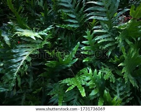 Tropical green leaves foliage background