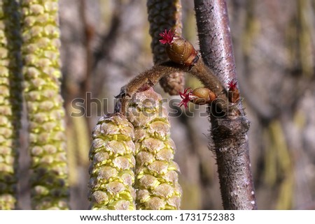 Corylus avellana, Common Hazel. Wild plant shot in the spring. Royalty-Free Stock Photo #1731752383