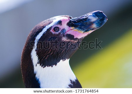 The head of Humboldt penguin