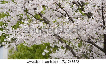 The pure white cherry flowers blooming in the park in spring