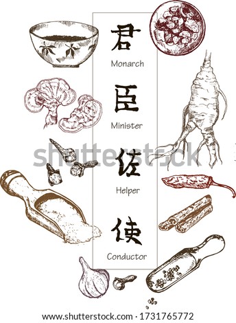 Chinese medicine, herbs and plants, zhen shen root vector illustration banner. Alternative medicine. Royalty-Free Stock Photo #1731765772