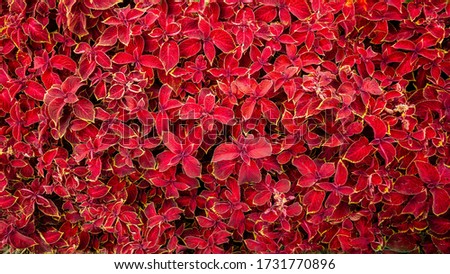 The beautiful plants with bright red leaves