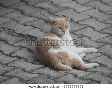 cute cat waiting for its owner outside
