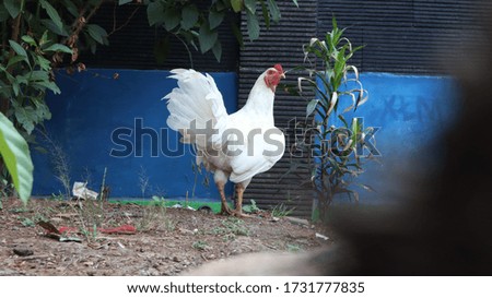 White cock with a standing pose facing backward