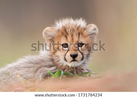Small cute single Cheetah with soft background Kruger Park South Africa