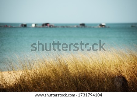 bright sunny and windy yellow summer grass wheat on a background of blue sea with a sea village
