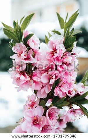 Pink tree flowers covered in snow. Spring time, cold weather