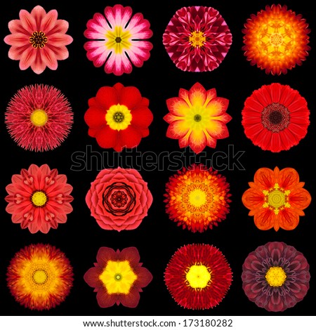 Big Collection of Various Red Flowers. Kaleidoscopic Mandala Patterns Isolated on Black Background. Concentric Rose, Daisy, Primrose, Sunflower, Carnation, Marigold, Flowers in Red colors.