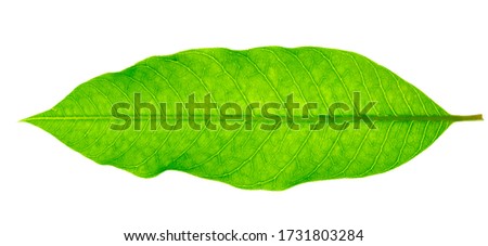 Mango leaves use the light from the back Makes clear leaf structure isolated on a white background, Clipping Path