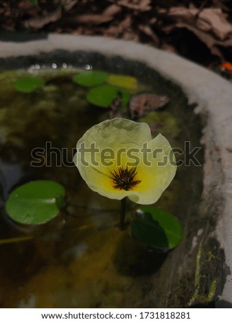water poppy . its a type of water plant like water lilly