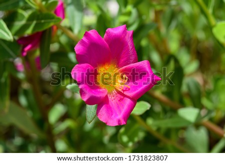 Flower in this picture is Rosa rubiginosa