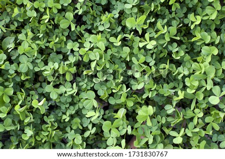 Green leaves of clover. Natural natural background. Environment.