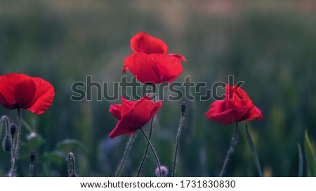 Natural poppies in the field at sunset and blur background