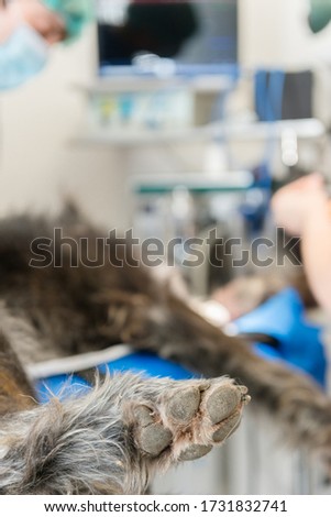 Dog's leg lying on the operating table.Vets and medical equipment in an unfocused background.Focus selective
