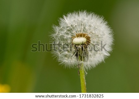 The dandelion stands for transience, as well as for a new beginning and wishes. The plant blooms in spring and summer.