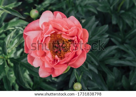 Beautiful fresh Coral Charm peony flower in full bloom in the garden, close up. Summer flowers. Nature background. 