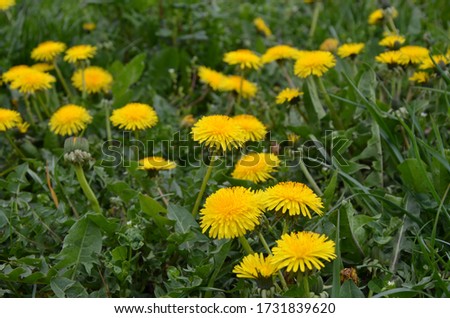 Yellow dandelion flowers with leaves in green grass, spring photo