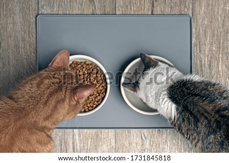 Looking down at two cats eating from a bowl