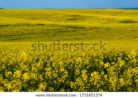 spring field of flowering rapeseed Royalty-Free Stock Photo #1731851374