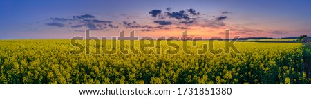 spring field of flowering rapeseed Royalty-Free Stock Photo #1731851380