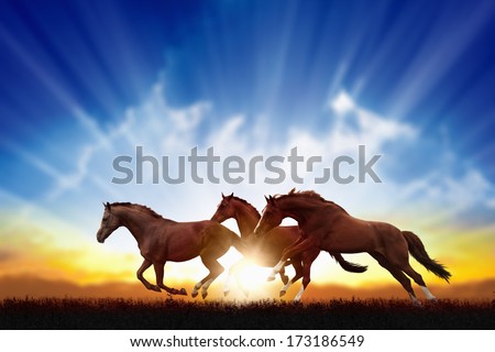 Peaceful background - running horses, beautiful sunset, picture for chinese year of horse 2014