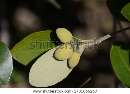 Black mangrove fruit, avicennia germinans, yellow fruit close up 2 Royalty-Free Stock Photo #1731866269