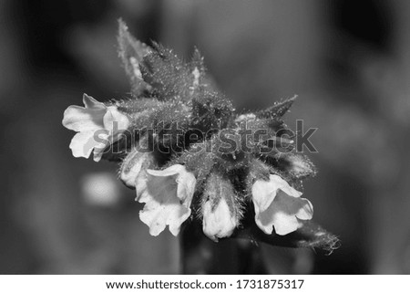 blooming blossoms of a meadow plant in black and white photography