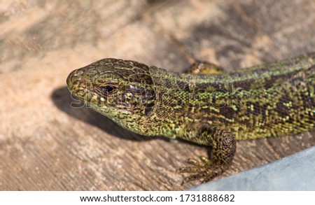 the lizard basks in the bright warm sun in spring