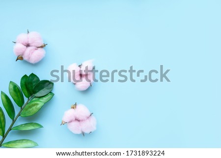 Blue background with branches of green leaves and cotton flowers. A place for text. View from above. Flat lay