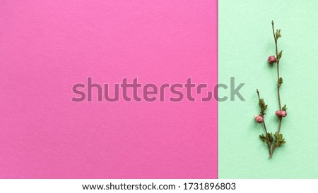 Minimalistic branches with leaves and berries on green and pink color background from pastel texture paper. Simple flat lay with copy space. Floral concept. Stock photo.