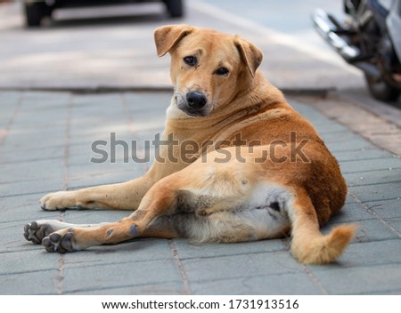 Brown dog lying on footpath.Background is blurred.