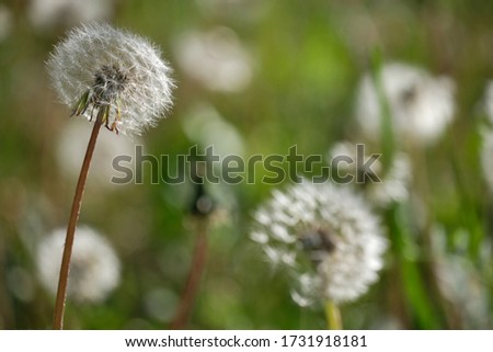 Close up image of white fluffy dandelions.