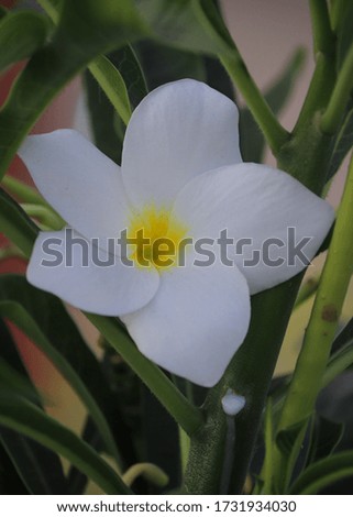 White Plumeria flower with green background. Selective focus. Shallow depth of field. Background blur.