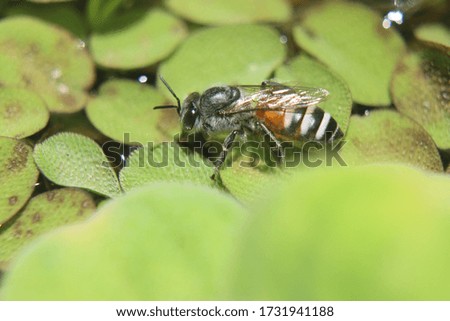 Closeup View Of Honey Bee drinking water at a pond 