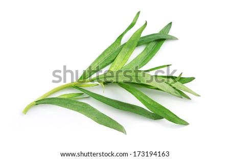 Tarragon herbs close up on white isolated.  Royalty-Free Stock Photo #173194163