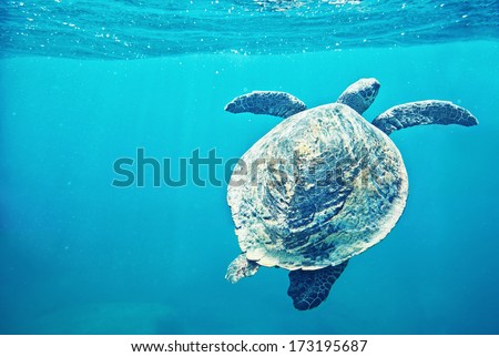 Green Sea Turtle (Chelonia mydas)  pops up to take a sip of air
