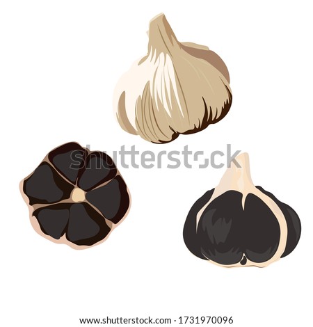 Vector stock illustration of black garlic. Traditional Japanese cuisine. Seasoning for Korean dishes. Delicious vegetable onion with a cross section showing black teeth. Isolated on a white background Royalty-Free Stock Photo #1731970096