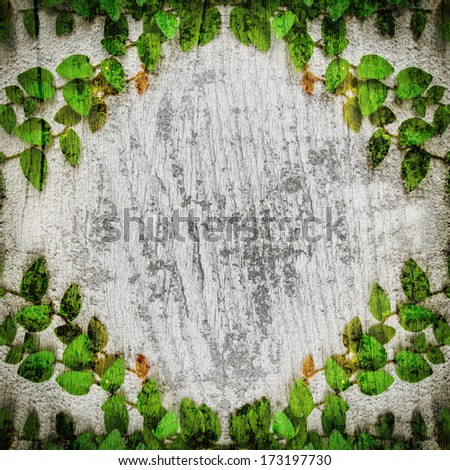 Concept creeper green leaves wall on wooden background