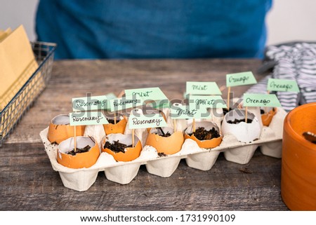 Plantings seeds in eggshells and labeling them with small plant tags. Royalty-Free Stock Photo #1731990109