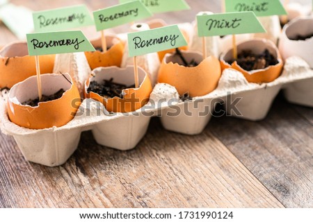 Plantings seeds in eggshells and labeling them with small plant tags. Royalty-Free Stock Photo #1731990124