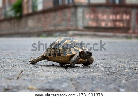 Land turtle walking on a road in the city.